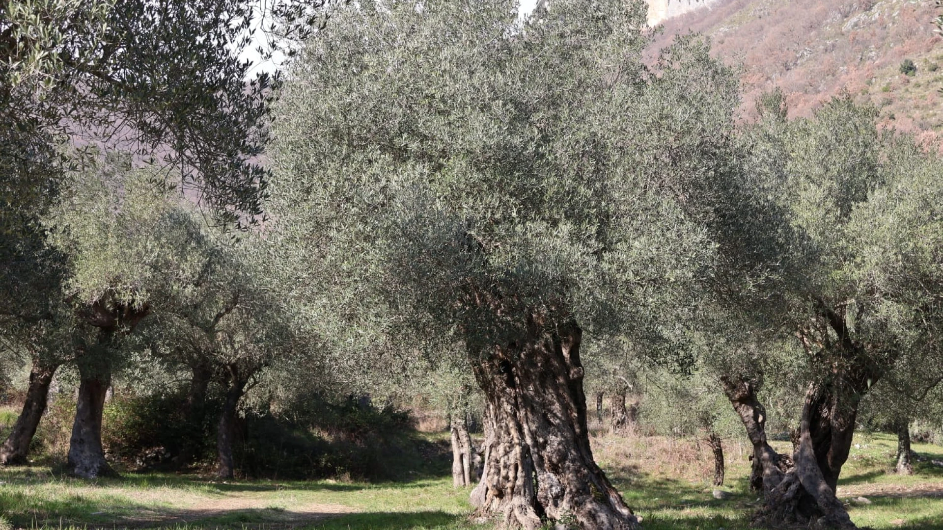 Venafro: prevenzione malattie degli ulivi, attività informativa promossa dall'ente parco regionale storico dell'Olivo.